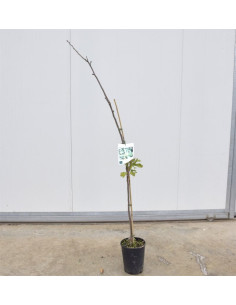 Albero di Azzeruolo 3 Anni | Frutti Antichi | Mondo Piante
