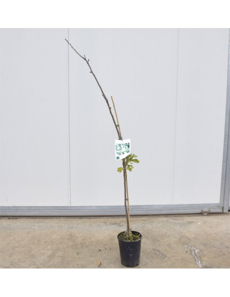 Albero di Azzeruolo 3 Anni | Frutti Antichi | Mondo Piante