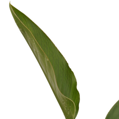 Pianta Sterlizia Reginae Vaso 18 - Vendita Piante| Mondo Piante