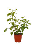 Pianta di Ibisco (Hibiscus) - Vaso 18 cm
