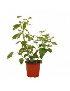 Pianta di Hibiscus Vaso...