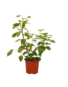 Vendita Pianta Hibiscus (Ibisco) Vaso 18 | Mondo Piante
