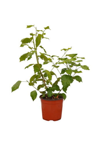 Vendita Pianta Hibiscus (Ibisco) Vaso 18 | Mondo Piante