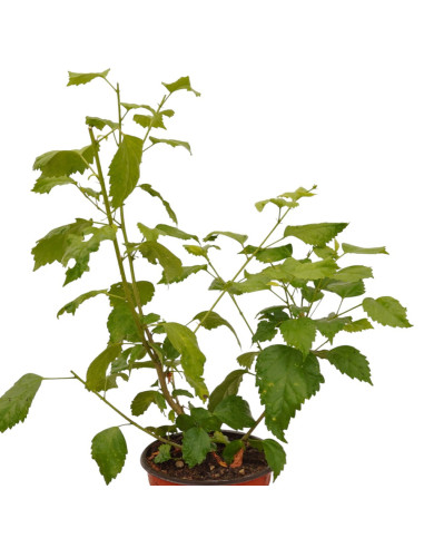 Pianta di Hibiscus Syriacus Vaso 18cm - Pianta  Cespuglio|Mondo Piante