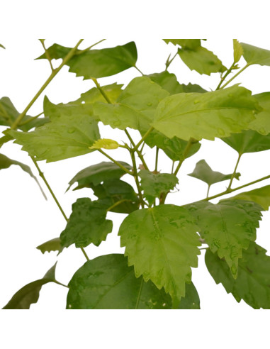 Pianta di Hibiscus Syriacus Vaso 18cm - Pianta  Cespuglio|Mondo Piante