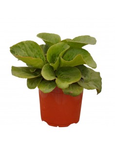 Pianta di Bergenia...