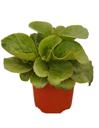 Pianta di Bergenia Cordifolia Vaso 18cm - Cespugli|Mondo Piante
