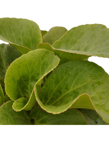 Pianta di Bergenia Cordifolia Vaso 18cm - Cespugli|Mondo Piante