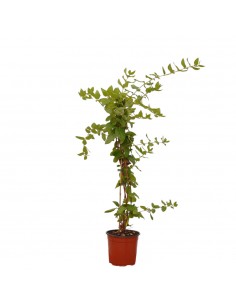 copy of Lonicera...