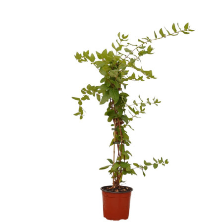 Pianta Lonicera Caprifolium Vaso 18 cm | Mondo Piante