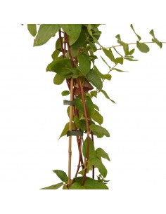 copy of Lonicera... 2
