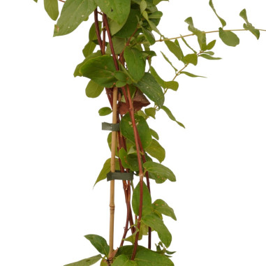 Pianta di Lonicera Caprifolium  Vaso 18cm - Rampicanti | Mondo Piante