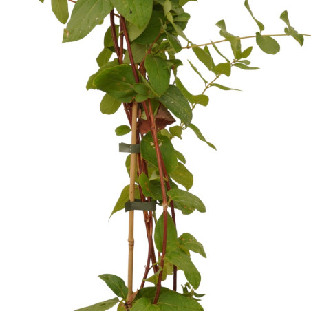 Pianta Lonicera Caprifolium Vaso 18 cm | Mondo Piante