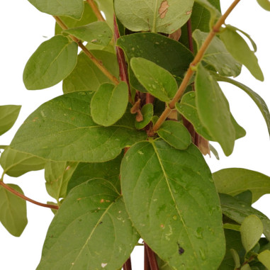 Pianta di Lonicera Caprifolium  Vaso 18cm - Rampicanti | Mondo Piante