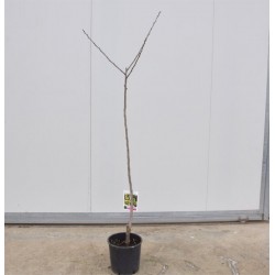 Albero di Azzeruolo 3 Anni,... 2