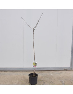 Albero di Azzeruolo 3 Anni | Frutti Antichi | Mondo Piante 2