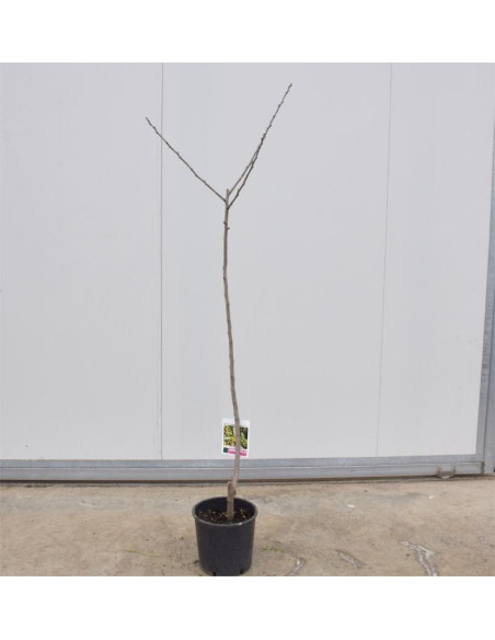 Albero di Azzeruolo 3 Anni | Frutti Antichi | Mondo Piante