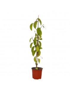Pianta Passiflora...