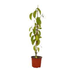 Pianta Passiflora Quadrangularis Vaso 18 cm | Mondo Piante