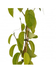 Pianta Passiflora... 2