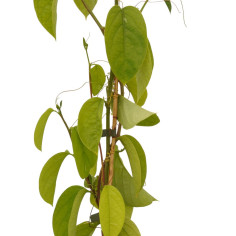 Pianta Passiflora Quadrangularis Vaso 18 cm | Mondo Piante 2
