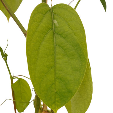 Pianta Passiflora Quadrangularis-Vendita Piante RampicantiMondo Piante