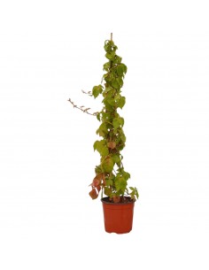copy of Abelia Confetti Plant