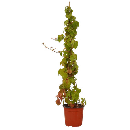 Pianta Ampelopsis Quinquefolia Vaso 18 cm | Mondo Piante
