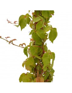 copy of Abelia Confetti Plant 2