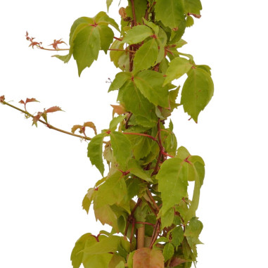 Pianta Ampelopsis Quinquefolia Vaso 18 cm | Mondo Piante