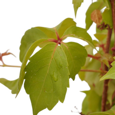 Pianta di Ampelopsis Vaso 18cm-Piante Da Cespuglio |Mondo Piante