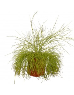 Pianta di Russelia in Vaso...