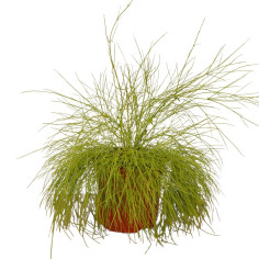 Pianta Russelia Vaso 18 cm: Vendita Online | Mondo Piante