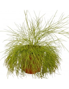 Pianta di Russelia in Vaso... 2
