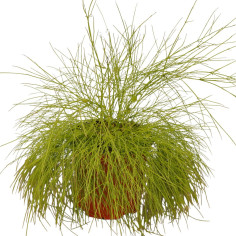 Pianta Russelia Vaso 18 cm: Vendita Online | Mondo Piante 2