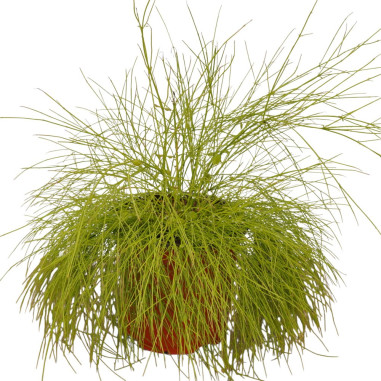 Pianta di Russelia Vaso 18cm-Vendita Pianta Da Cespuglio|Mondo Piante