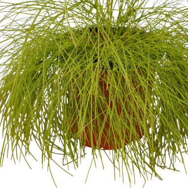 Russelia Plant for Sale - Bush Plants Online | Mondo Piante