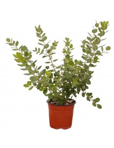 Red Metrosideros Plant
