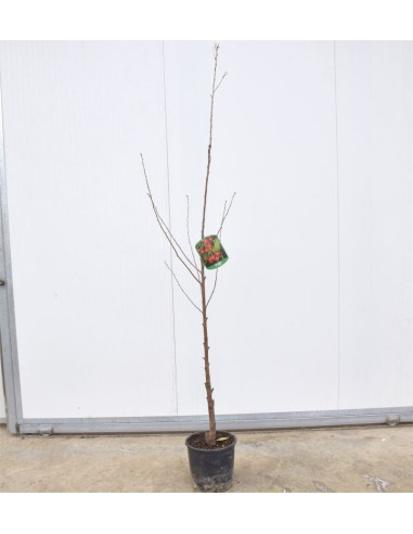 Albero di Amarena 3 Anni | Mondo Piante