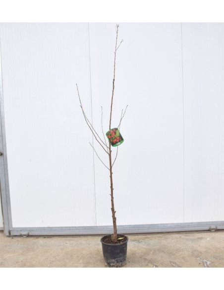 Vendita Albero di Amarena 3 Anni-Alberi da Frutto Online| Mondo Piante
