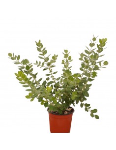 Red Metrosideros Plant 2
