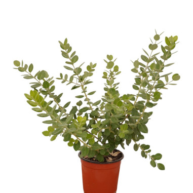 Pianta di Metrosideros in Vaso 18cm - Pianta Da Cespuglio|Mondo Piante