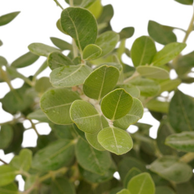 Pianta di Metrosideros in Vaso 18cm - Pianta Da Cespuglio|Mondo Piante