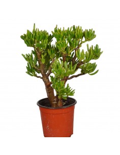 Pianta Grassa Crassula...