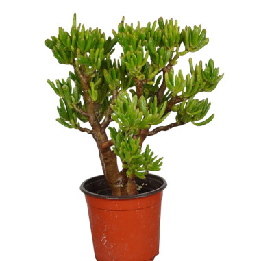 Vendita Pianta Grassa Crassula Gollum (Orecchie di Shrek)| MondoPiante
