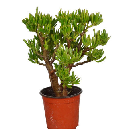 Vendita Pianta Grassa Crassula Gollum (Orecchie di Shrek)| MondoPiante
