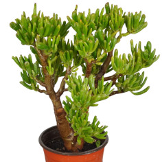 Vendita Pianta Grassa Crassula Gollum (Orecchie di Shrek)| MondoPiante 2