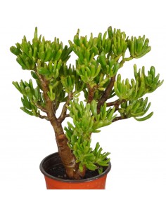 Pianta Grassa Crassula... 2