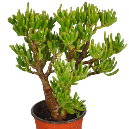 Vendita Pianta Grassa Crassula Gollum (Orecchie di Shrek)| MondoPiante