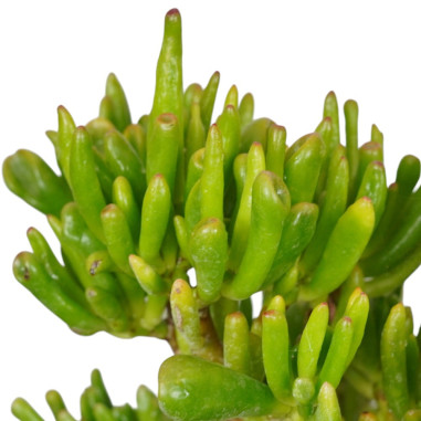 Vendita Pianta Grassa Crassula Gollum (Orecchie di Shrek)| MondoPiante